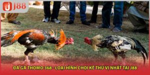 Đá Gà Thomo 368 - Loại Hình Chọi Kê Thú Vị Nhất Tại J88