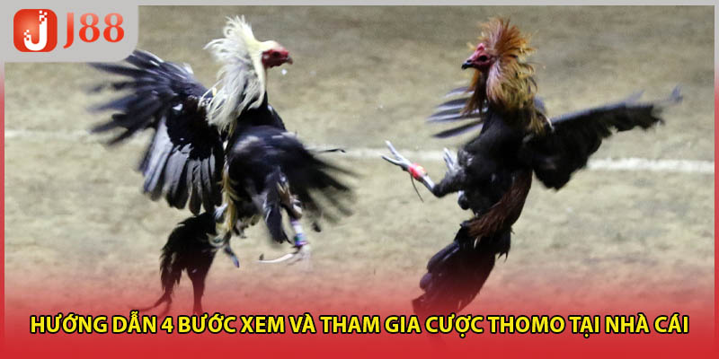 Hướng dẫn 4 bước xem và tham gia cược Thomo tại nhà cái