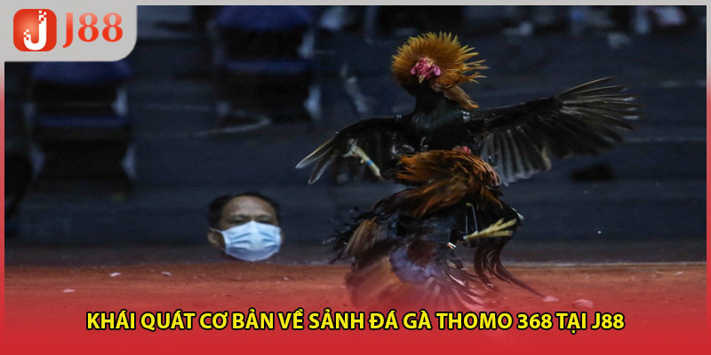 Khái quát cơ bản về sảnh đá gà Thomo 368 tại J88